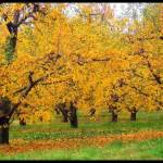 northernlightsblr Profile Picture