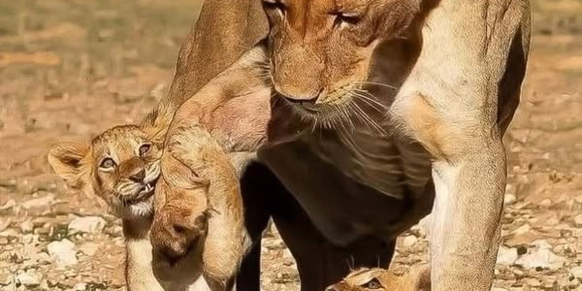 How significantly will the Braves shift the moment it arrives in direction of fortifying the commencing rotation?