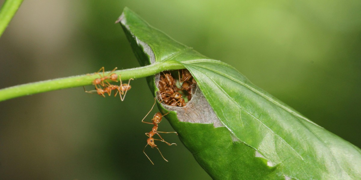 Maintaining a Pest-Free Property with Smarter Prevention Methods
