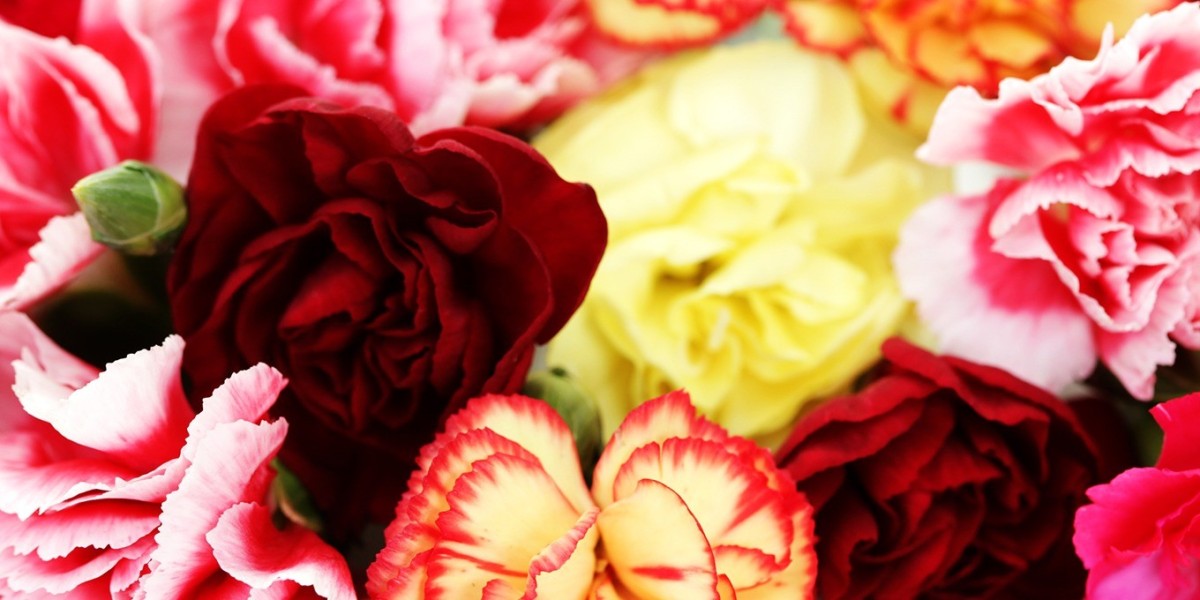 Selecting the Best Carnations in Bulk for Elegant Wedding Decor