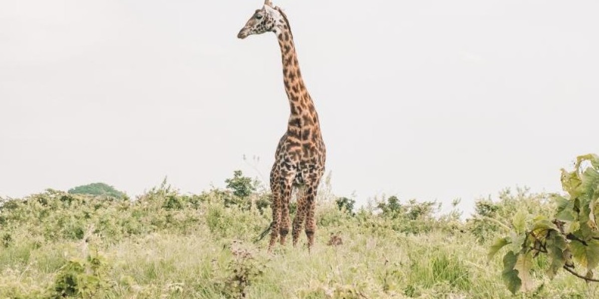 Vencha Travel Offers Personalized Travel Planning and Luxury Safari Packages Throughout East Africa