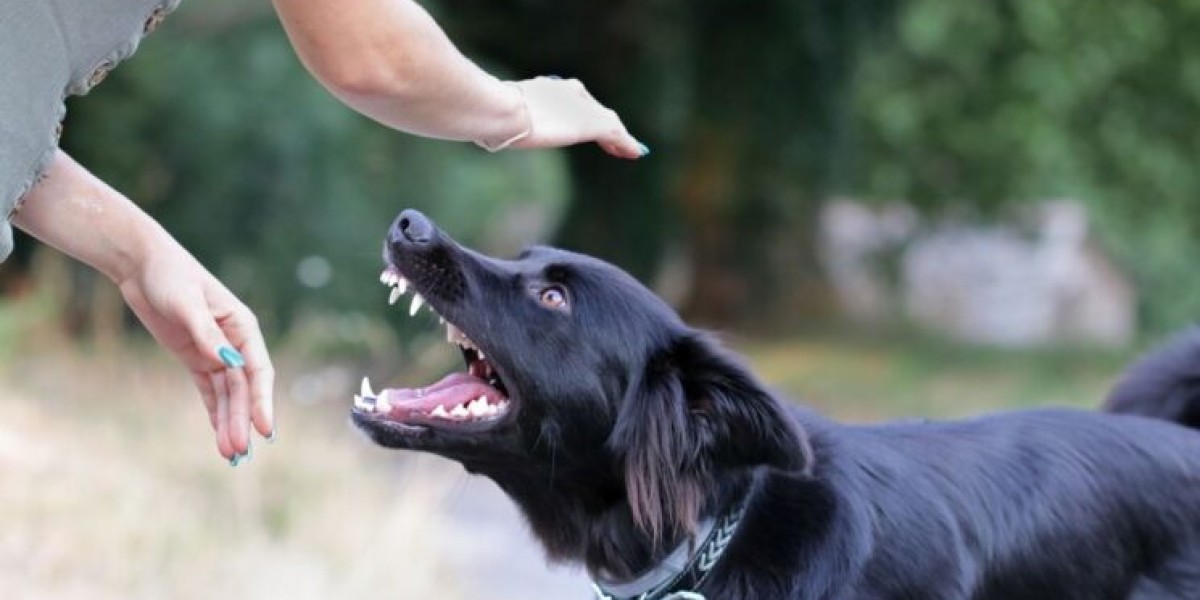 Understanding Personal Injury Law: Legal Rights After Slip and Fall and Dog Bite Accidents