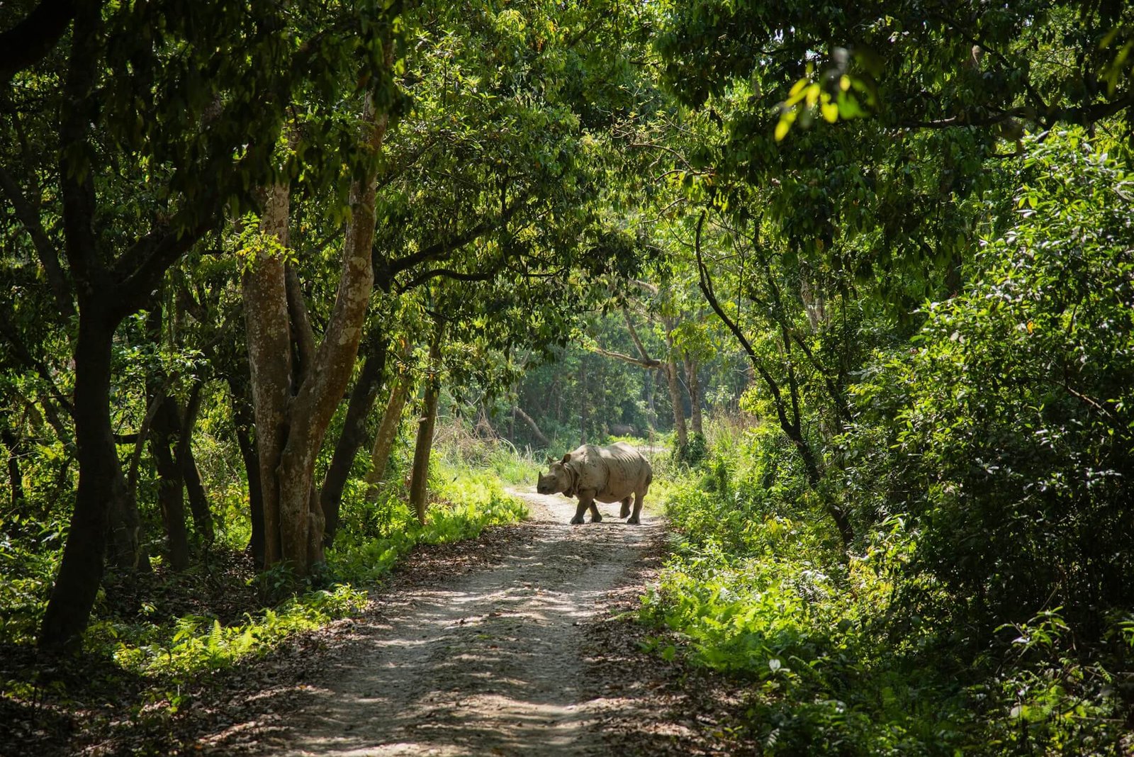 Chitwan National Park Jungle Safari with Kathmandu - Best Treks and Adventure Pvt. Ltd. / Nepal Tour / Nepal Trek / Everest Base Camp Trek