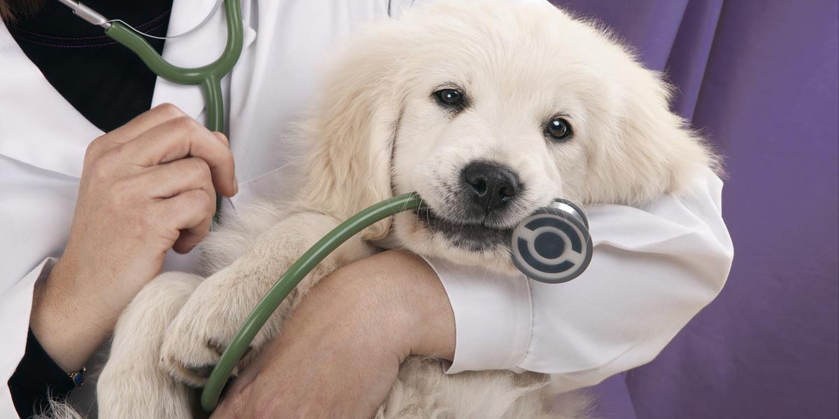 When Should You Take Your Pet to a Vet in Conroe TX?