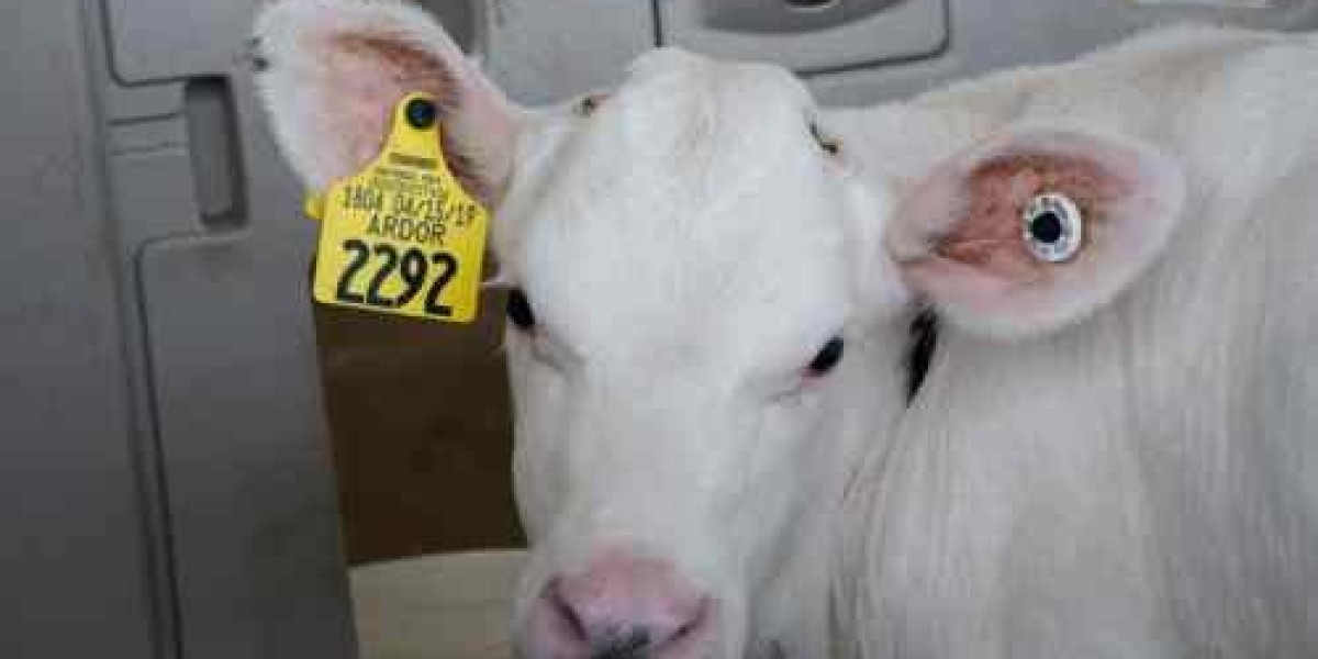 Why RFID Animal Ear Tags are Changing Modern Livestock Identification