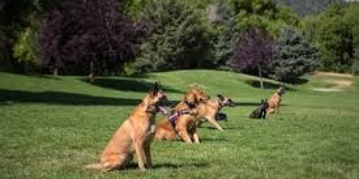 Dog Training Manatee County Build a Stronger Bond with Your Dog Through Expert Training