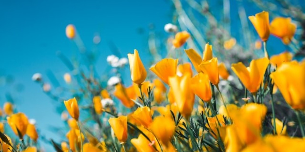 Valley of Flowers Ecosystem Explained: Understanding the UNESCO World Heritage Site