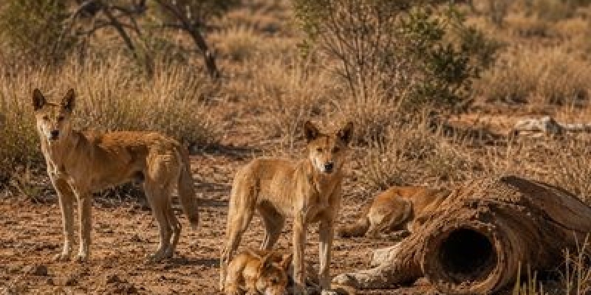 How Much Does Animal Control Cost in Western Australia?